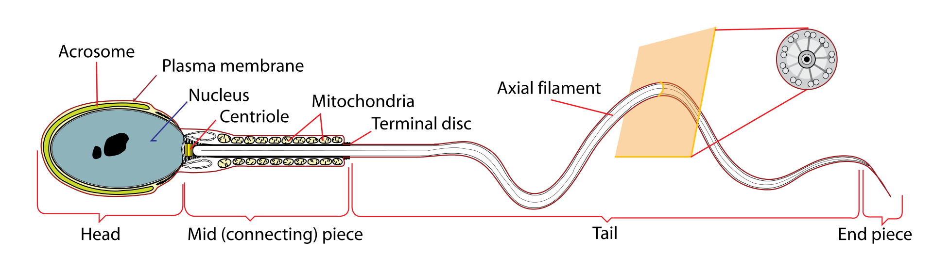 cartoon diagram of whole human sperm